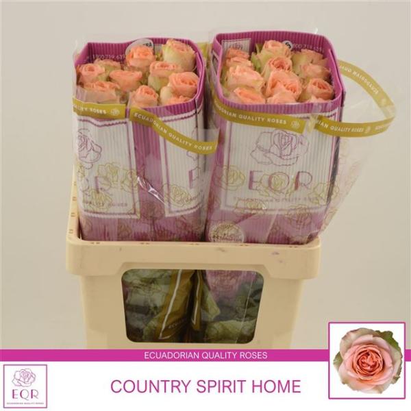 Rose - Ecuador R COUNTRY HOME - 1 Stiel